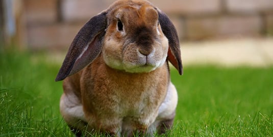 Pet Nutrition